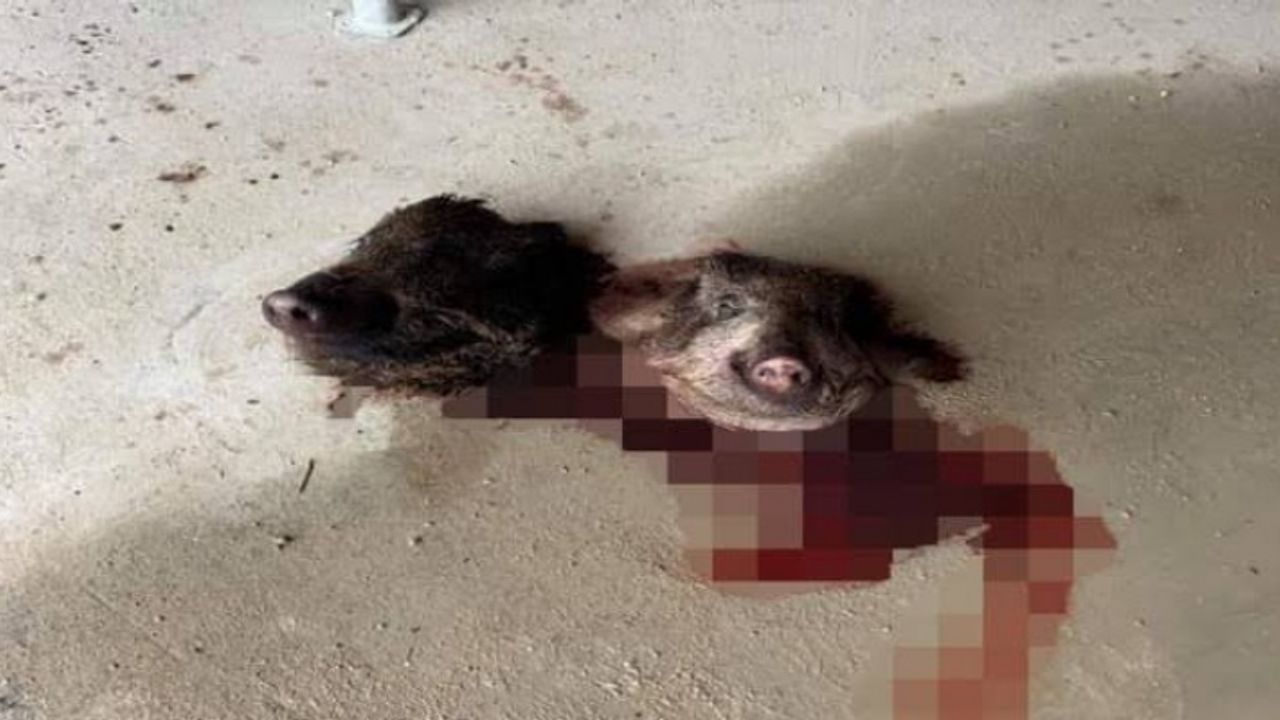Fransa'da camiye domuz başı bırakıldı