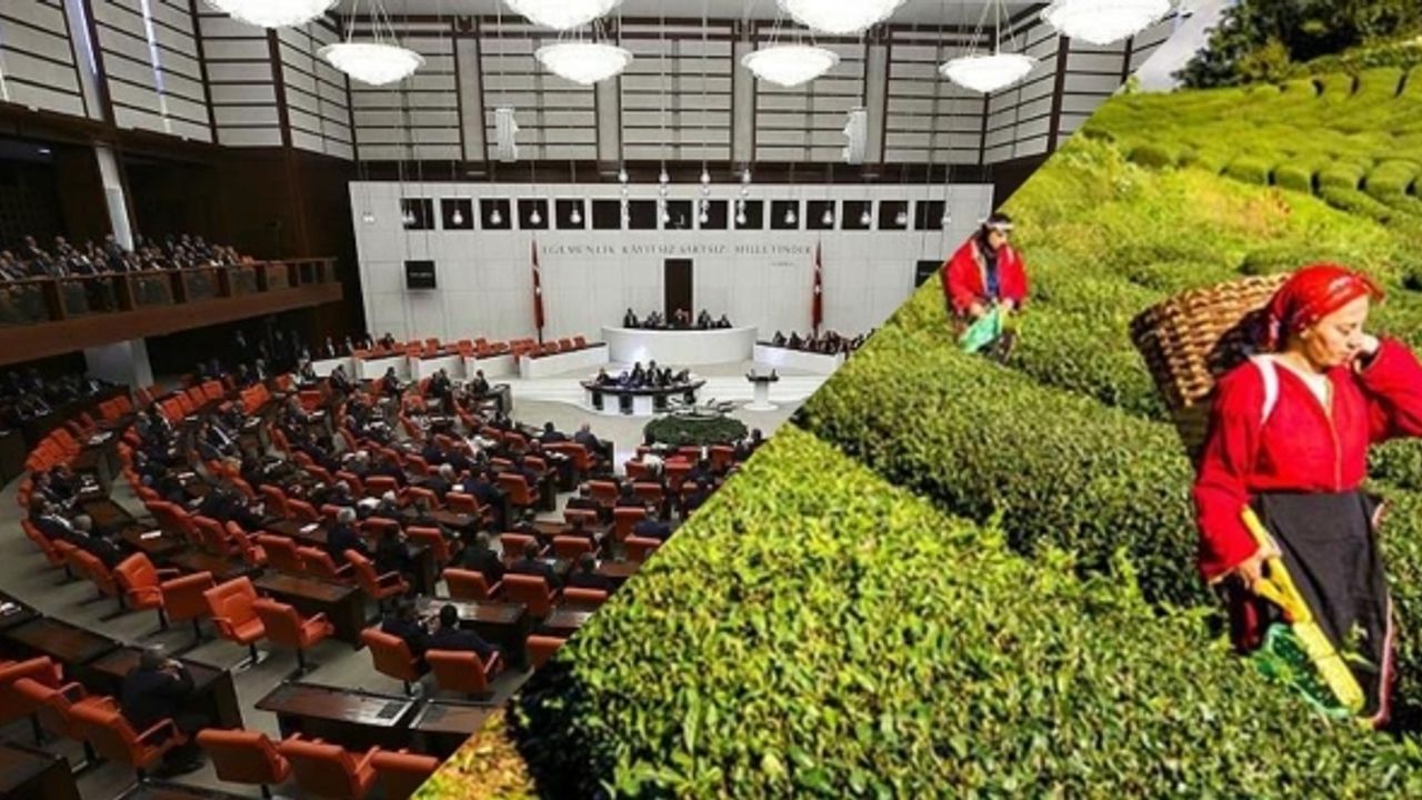 AKP'nin Karadeniz'deki en büyük kumarı: 'Çay Kanunu Tasarısı' Meclis'te