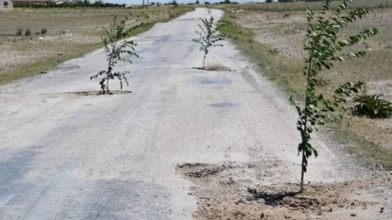 Bozuk yola ağaç dikerek protesto ettiler