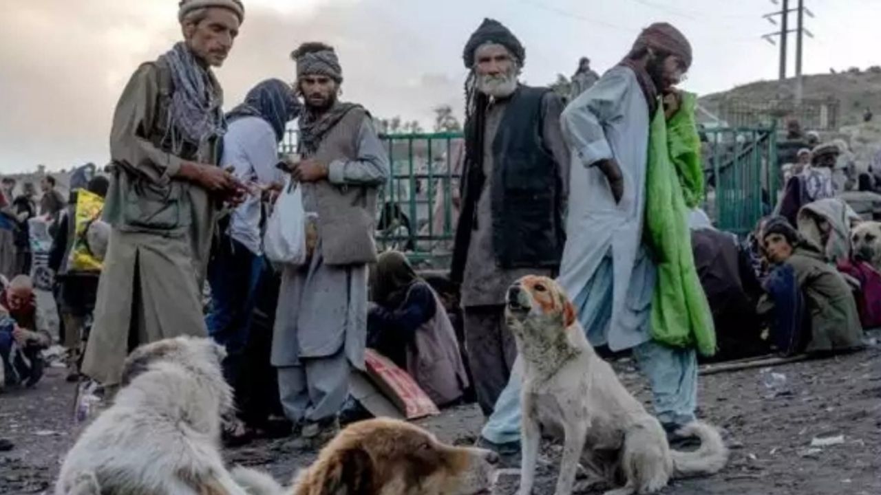 Afganistan'da bağımlılık krizi: Sokak köpekleri bile uyuşturucudan ölüyor