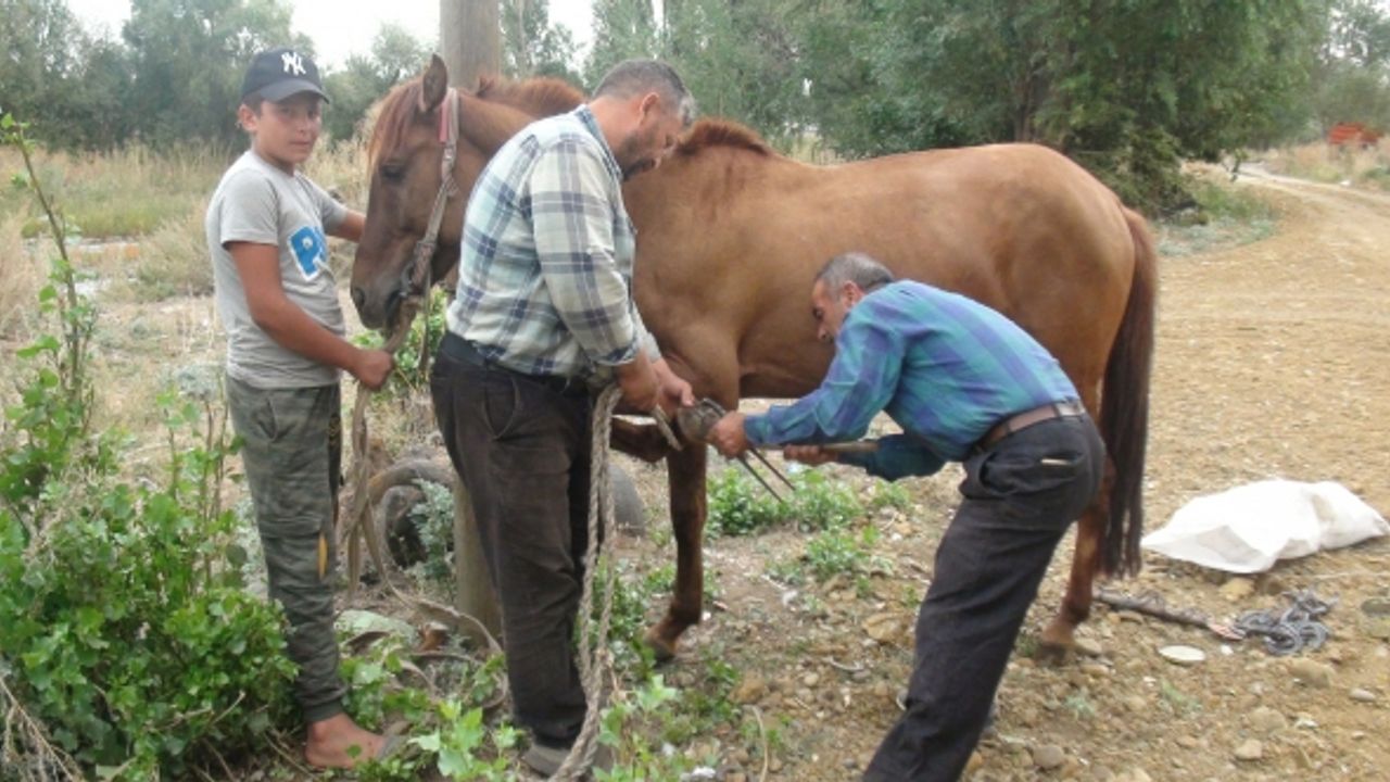 Artan mazot fiyatları çiftçileri atlara yönlendirdi