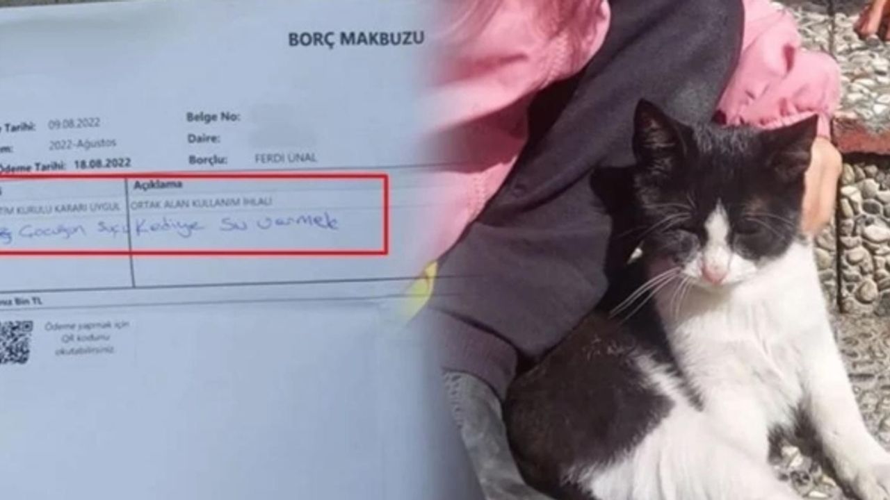 'Kediye su vermek' suç oldu: 6 yaşındaki çocuğa ceza
