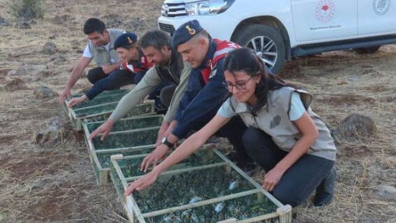 Türkiye’deki kuşları Suriye’ye kaçırmaya çalışırken yakalandı