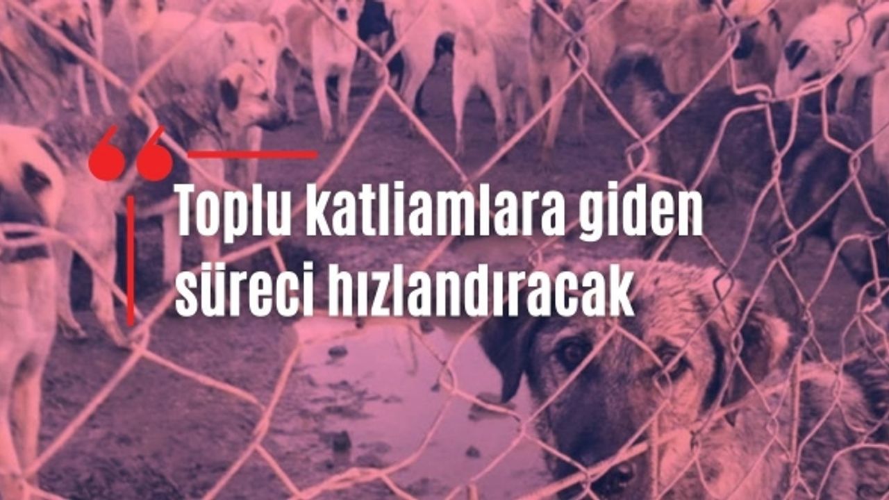 Zülal Kalkandelen'den sokak köpekleri için kritik çağrı: Yasadışı operasyon son aşamada!