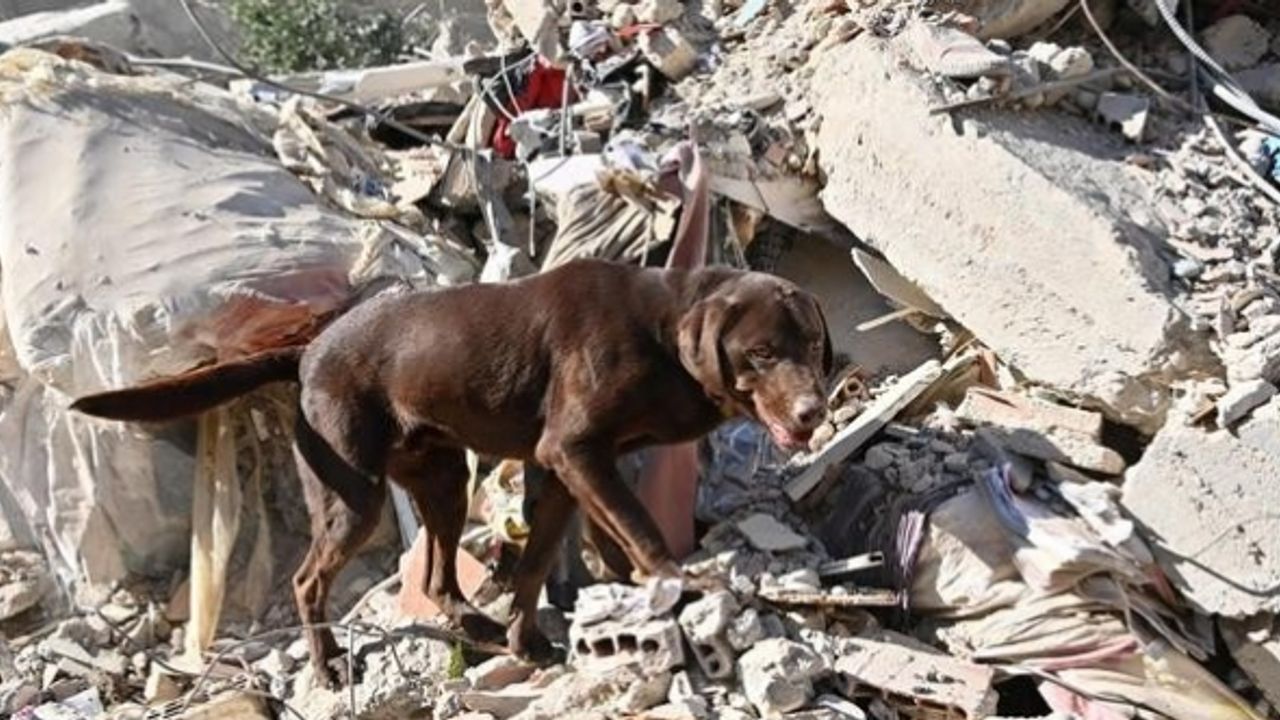 Hayat kurtaran canlar: İşte arama kurtarma çalışmalarının gizli kahramanları...