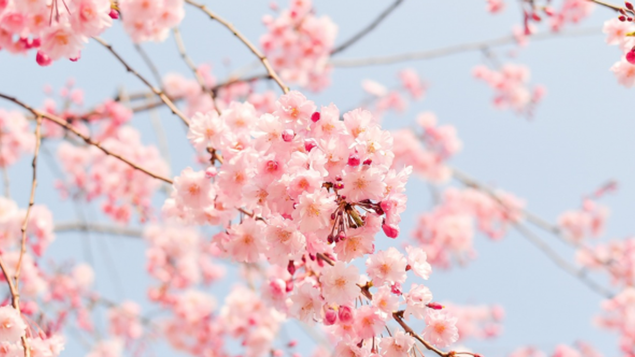 Japonlar "sakura" çiçeklerini görmek için parklara akın etti