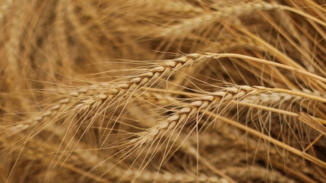 Tahıl koridorunda son durum... Bakan Akar açıkladı