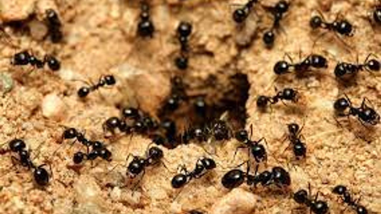 Karıncalardan kurtulmanın yolları