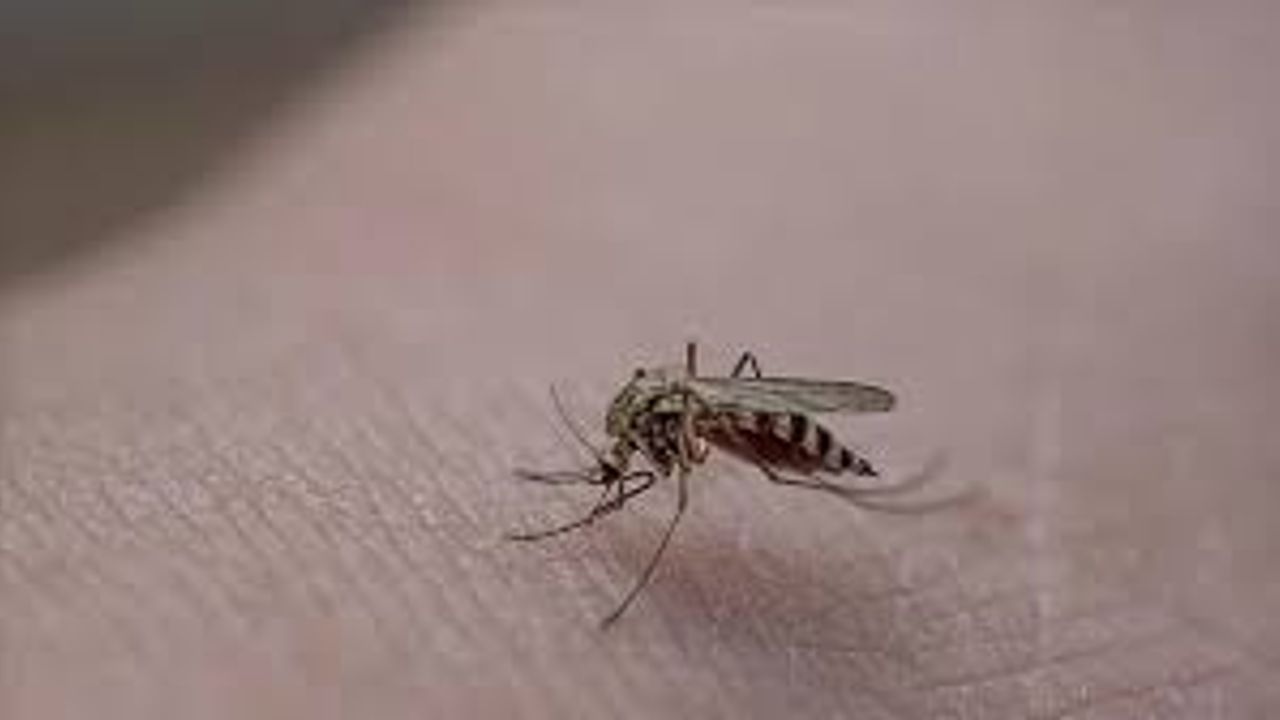 Sivrisineklerden kurtulmanın yolları