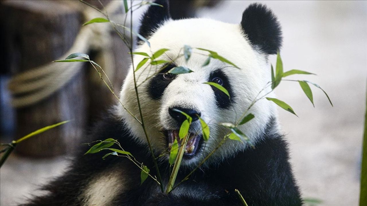 Pandalar hakkında bilgiler