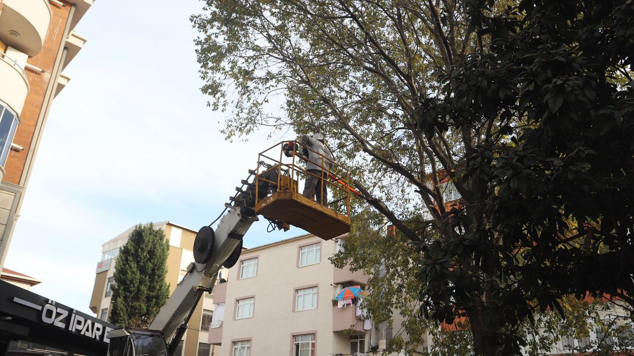 Kartal’da Ağaç Budama Çalışmaları Devam Ediyor
