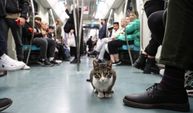 Marmaray'la yolculuk yapan kedi