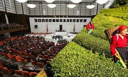 AKP'nin Karadeniz'deki en büyük kumarı: 'Çay Kanunu Tasarısı' Meclis'te