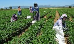 Bakan Kirişci'den tarımsal destek ödemesi açıklaması