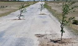 Bozuk yola ağaç dikerek protesto ettiler