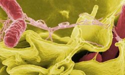 Dikkat: Çikolatalarda ikinci salmonella bakterisi vakası