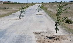 Eskil'de bozuk yoldaki çukurlara ağaçlı eylem