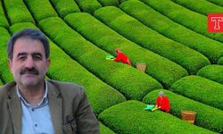 Rize bu haberle çalkalanıyor: AKP'nin yeni 'Çay Kanunu'nda neler var?