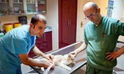 Veteriner hekime cinsel saldırı davasında karar verildi