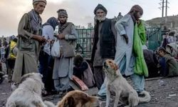 Afganistan'da bağımlılık krizi: Sokak köpekleri bile uyuşturucudan ölüyor