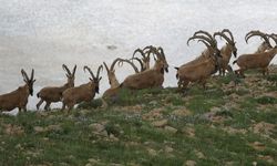 Hatay'da yaban keçisi katleden kişiye 255 bin lira ceza