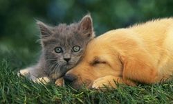 Türk Veteriner Hekimleri Birliği’nden 'petshop' açıklaması