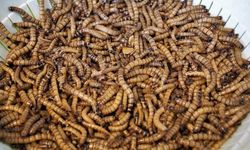 Gıda krizine bilim insanlarından 'çözüm': Solucandan yapılma sosisler, nugget'lar...
