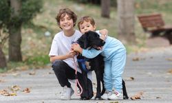 İBB, SemtPati sayesinde yüz köpeği yuvalandırdı
