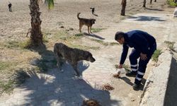 Tekirdağ Büyükşehir sokak hayvanlarını unutmuyor