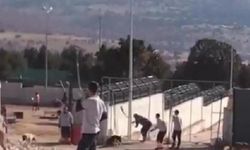 Konya'da köpekleri işkenceyle öldüren zanlıların ifadeleri ortaya çıktı