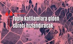 Zülal Kalkandelen'den sokak köpekleri için kritik çağrı: Yasadışı operasyon son aşamada!