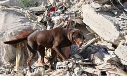Hayat kurtaran canlar: İşte arama kurtarma çalışmalarının gizli kahramanları...