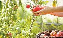 Çiftçiler domates ihracatının kısıtlanmasına yönelik eylemlerine devam ediyor