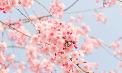 Japonlar "sakura" çiçeklerini görmek için parklara akın etti