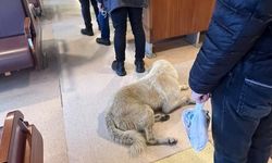 Kadıköy- Beşiktaş seferi 'sahipsiz köpek' nedeniyle hareket etmedi, İBB inceleme başlattı