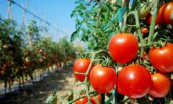 Tarım ve Orman Bakanlığı, domates ihracatındaki kısıtlamayı kaldırdı