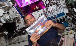 Arap astronot uzayda domates yetiştirdi