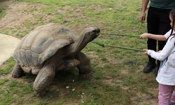 Kaplumbağa "Tuki" 103 yaşına girdi