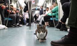 Marmaray'la yolculuk yapan kedi