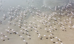 Yozgat flamingoları (VİDEO)