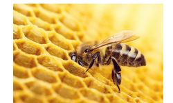 Arılar kaç yıl yaşar?... Arı yaşam süresi