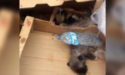 Burdur'da 6 yavru köpek ölü bulundu