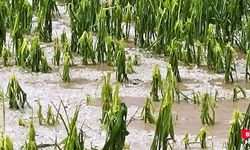 Batman'da aşırı yağış buğday ve mısır tarlalarını vurdu