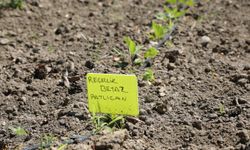 Edremit Belediyesi'nin ata tohumu projesi büyüyor