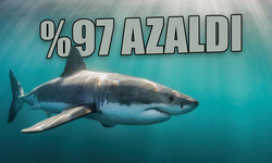 Akdeniz'de köpek balığının nesli tehlikede