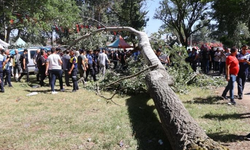 Kırkpınar Yağlı Güreşleri'nde ağaç devrildi: 2 yaralı