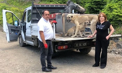Kastamonu'da sahipsiz köpekler korumaya alındı