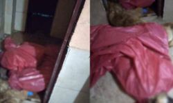 Mamak Belediyesi Sokak Hayvanlar Rehabilitasyon Merkezi'nde hayvana şiddet iddiası