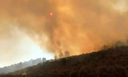 Milas'taki orman yangının belli oldu