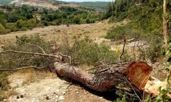 Akbelen'in ağaçlarını kesen YK Enerji ile Orman Genel Müdürlüğü arasındaki protokol ortaya çıktı!